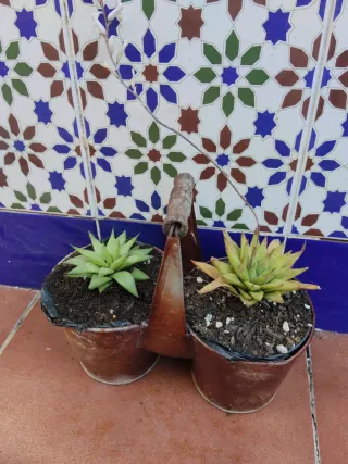 Plantas suculentas en maceta