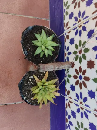 Plantas suculentas en maceta