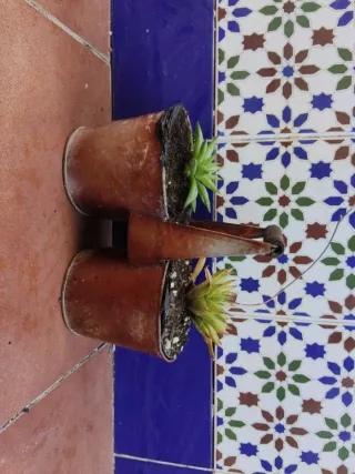 Plantas suculentas en maceta