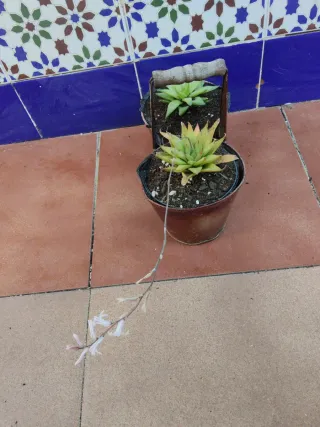 Plantas suculentas en maceta