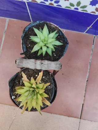 Plantas suculentas en maceta