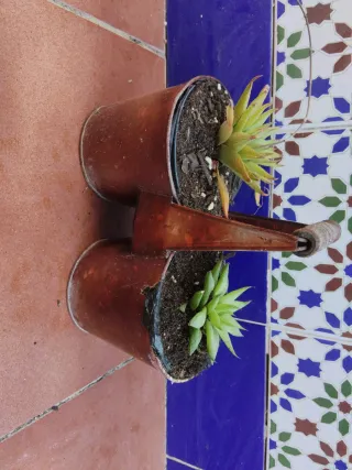 Plantas suculentas en maceta