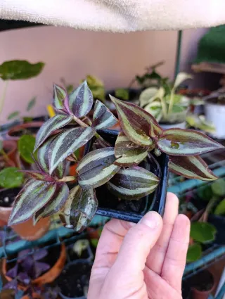 Tradescantia Zebrina