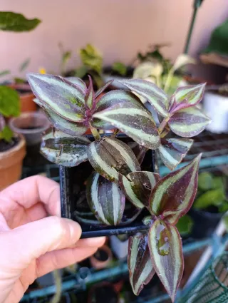 Tradescantia Zebrina
