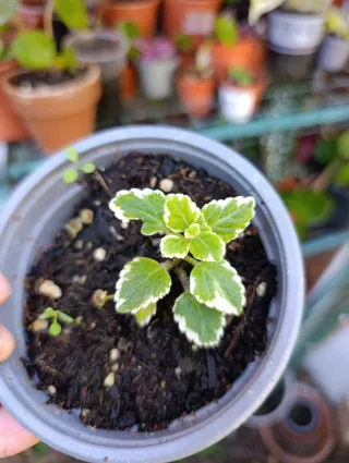 Planta de incienso variegada