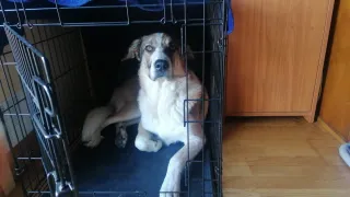 Jaula grande para perros