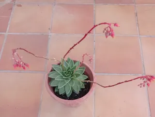 Suculenta en maceta con flores
