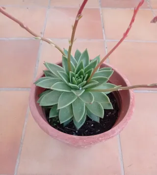 Suculenta en maceta con flores