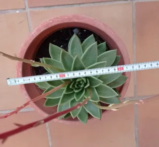 Suculenta en maceta con flores