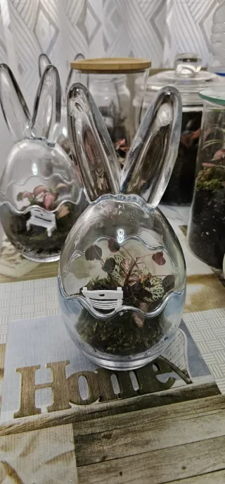 Terrario eterno de plantas con Fitonia y Oxalis