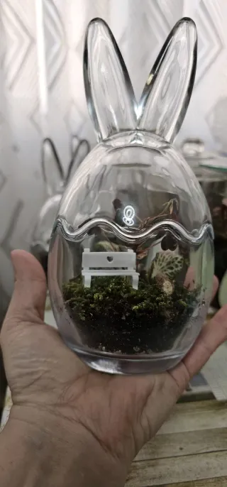 Terrario eterno de plantas con Fitonia y Oxalis