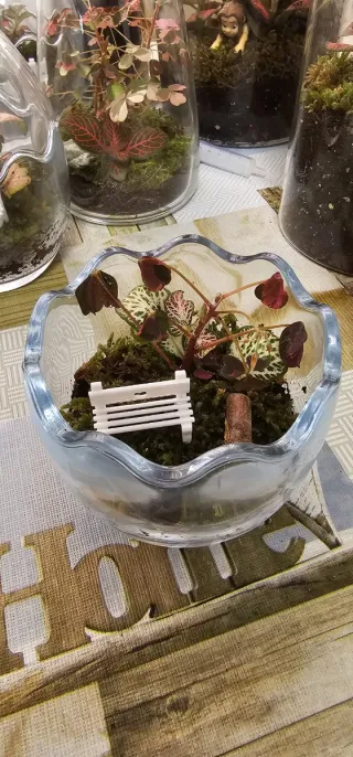 Terrario eterno de plantas con Fitonia y Oxalis