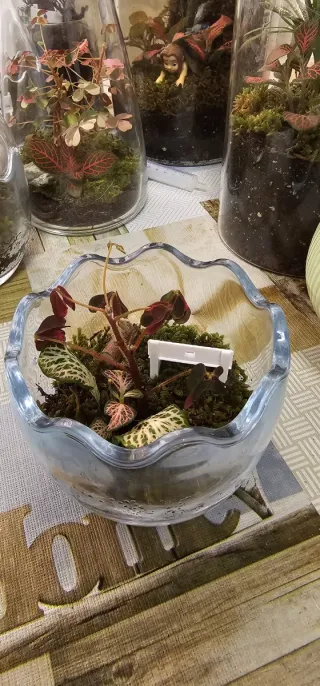 Terrario eterno de plantas con Fitonia y Oxalis