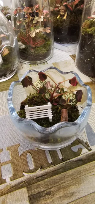 Terrario eterno de plantas con Fitonia y Oxalis