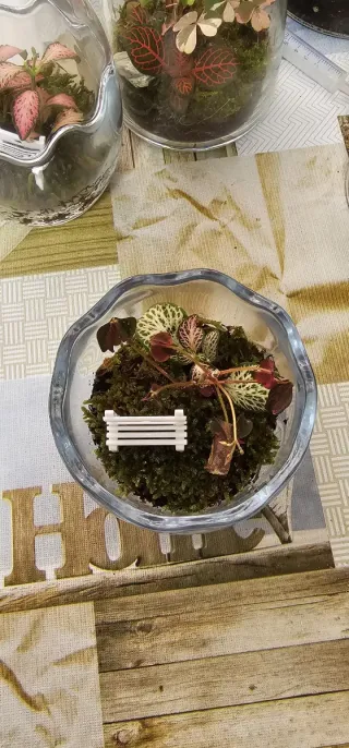 Terrario eterno de plantas con Fitonia y Oxalis