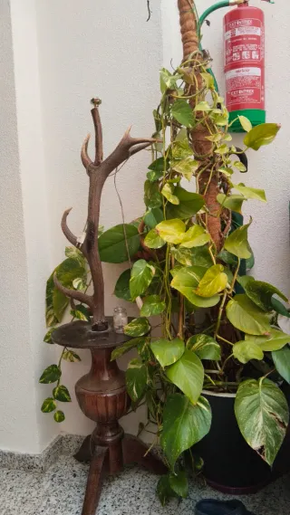 Planta Poto en maceta negra