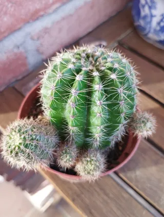 Cactus con hijuelos en maceta