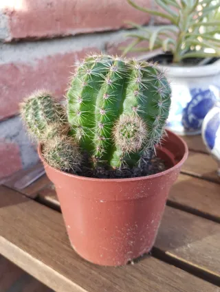 Cactus con hijuelos en maceta