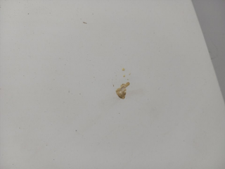 CAPO CITROEN JUMPY WJZ