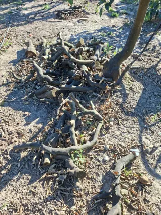 Leña de naranjo cortada