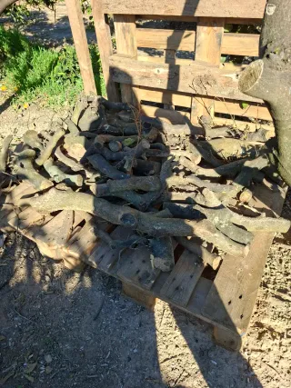 Leña de naranjo cortada