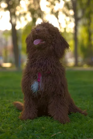 Sesión de fotos profesional para mascotas