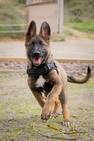 Sesión de fotos profesional para mascotas