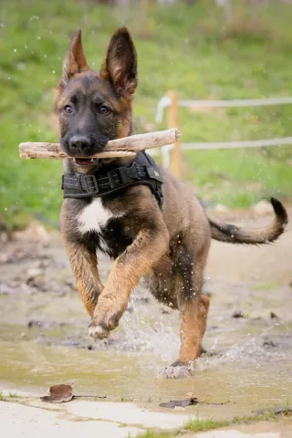 Sesión de fotos profesional para mascotas
