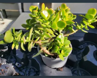 Plantas de Jade en maceta