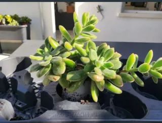 Plantas de Jade en maceta