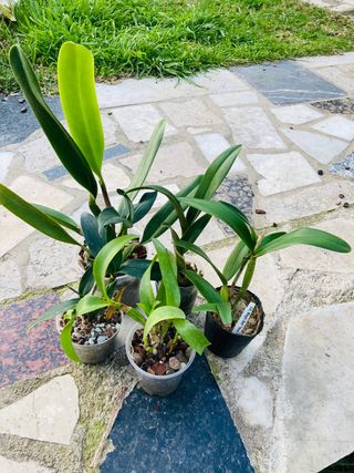 5 Orquídeas en maceta