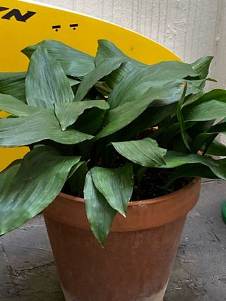 Macetas de aspidistra terracota