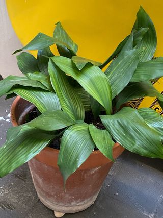 Macetas de aspidistra terracota