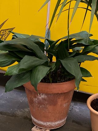 Macetas de aspidistra terracota