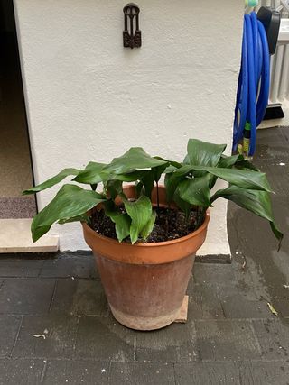 Macetas de aspidistra terracota