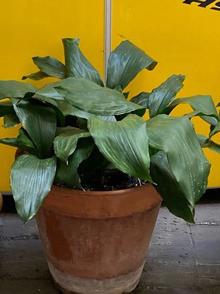 Macetas de aspidistra terracota