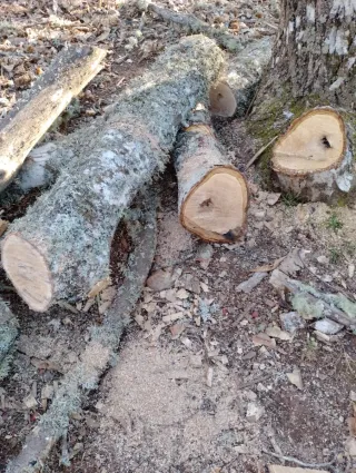Madera de castaño de poda controlada