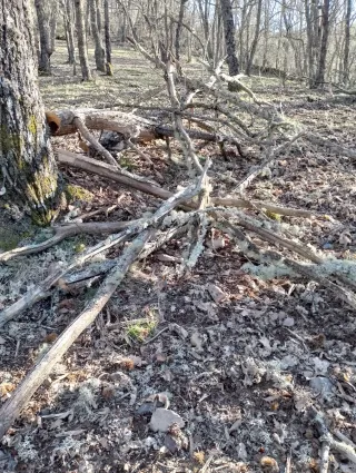 Madera de castaño de poda controlada
