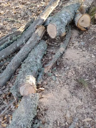 Madera de castaño de poda controlada