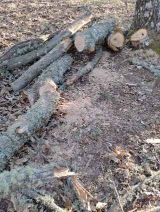 Madera de castaño de poda controlada