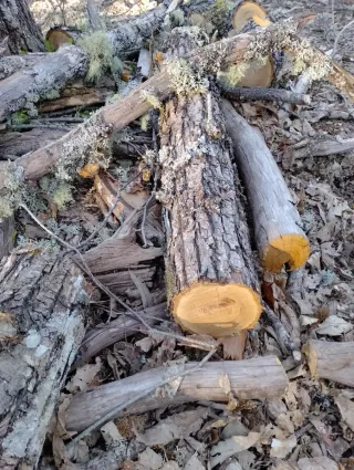 Madera de castaño de poda controlada