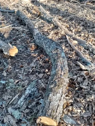 Madera de castaño de poda controlada
