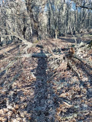 Madera de castaño de poda controlada