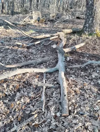 Madera de castaño de poda controlada