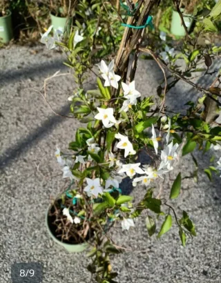 Gelsomino Rampicante Bianco