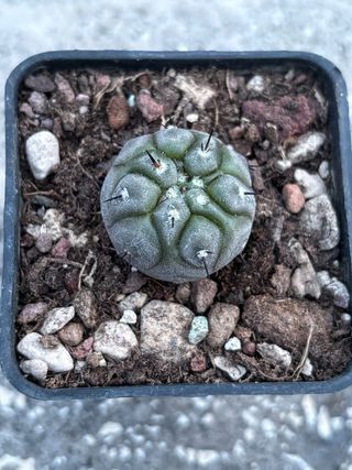 Copiapoa cinerea