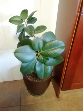Planta Ficus en Maceta Marrón