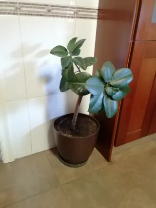 Planta Ficus en Maceta Marrón