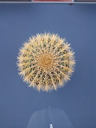 Cactus redondo grande en maceta