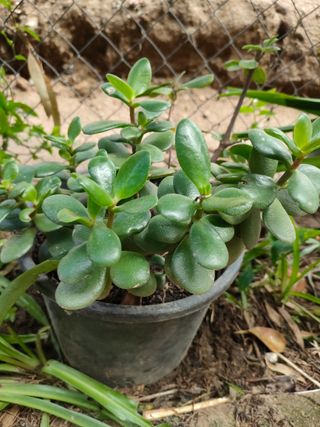 Planta Jade en maceta